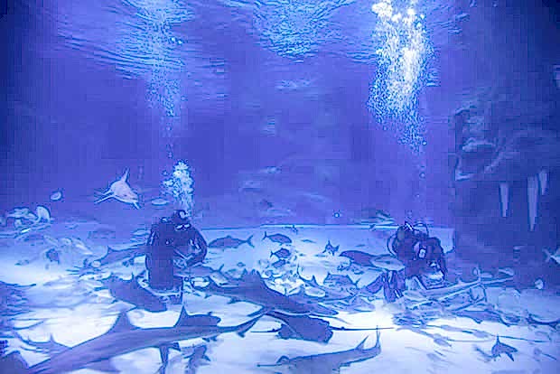 Antalya Aquarium Antalya Aquarium