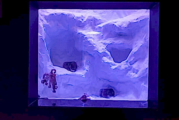 Antalya Aquarium Antalya Aquarium