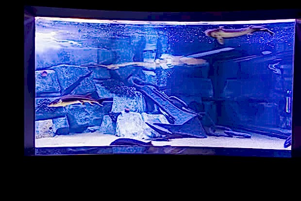 Antalya Aquarium Antalya Aquarium