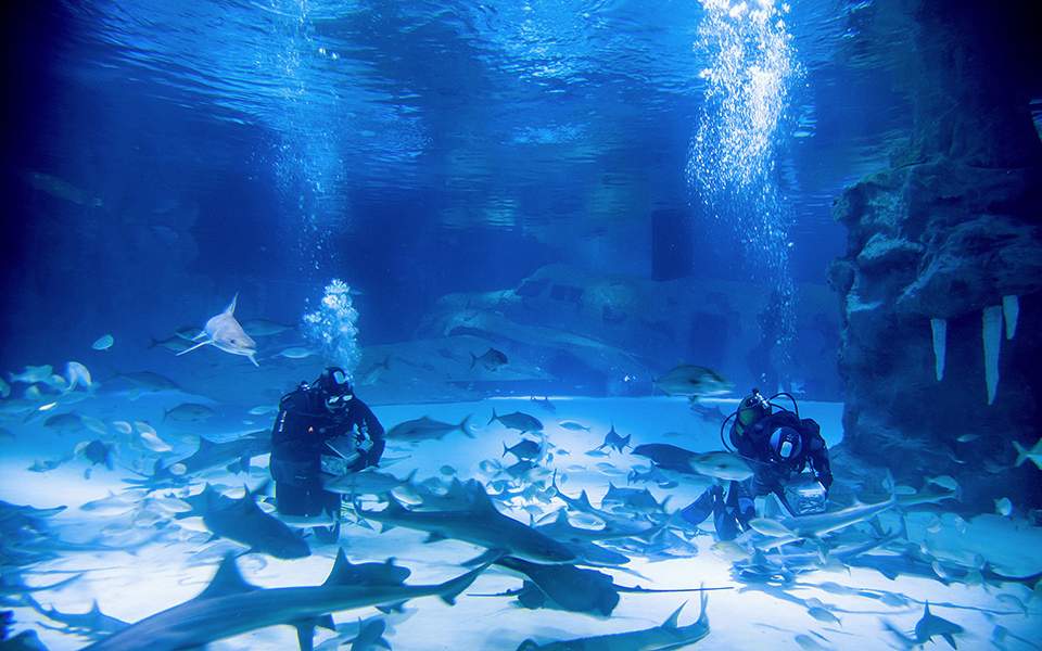 servis-bakim-kopek-baligi