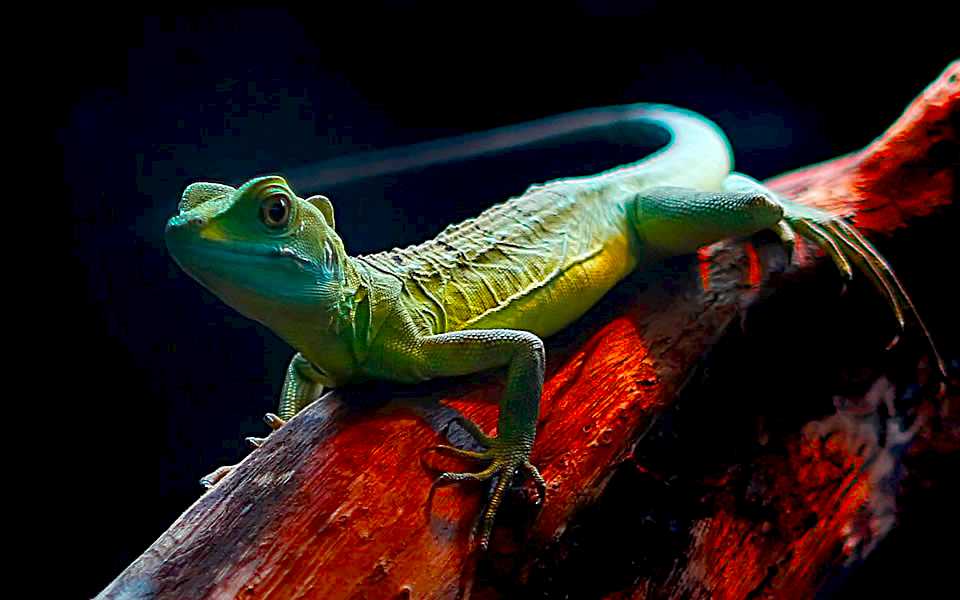 adrenalind-dunyasi (3)