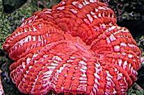 Button Brain Coral