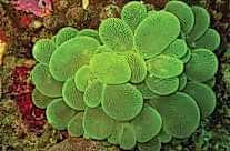 Cats Eye Bubble Coral