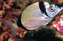 Diplodus Vulgaris