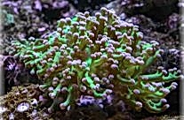 Octopus Coral