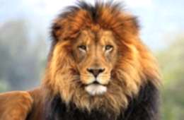 Tarsus Hayvanat Bahçesi