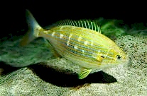 Sarpa Salpa