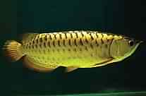 Golden Arovana