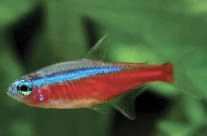 Cardinal Tetra