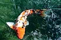 Koi