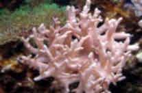 Finger Leather Coral