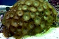 Button Polyp