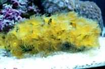 Yellow Polyps