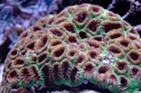 Moon Coral