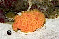 Sun Coral