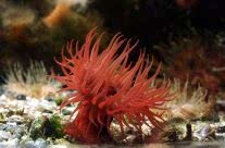 Actinia Equina Anemon