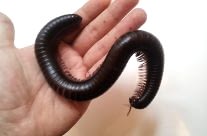 African Millepede