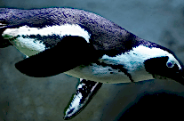 African Penguin