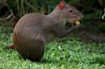 Agouti