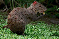 Agouti