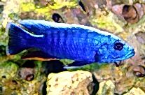 Ahli Cichlid