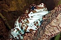 Amazon Milk Frog