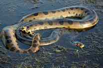 Anaconda
