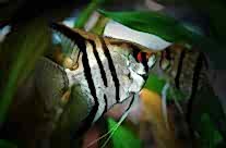 Angelfish
