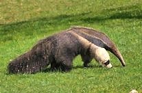 Giant Ant Eater