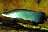 Arapaima Gigas