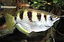 Archerfish