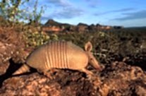 Armadillo