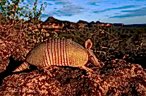 Armadillo