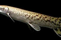 Atractosteus Spatula