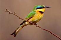Bee Eater