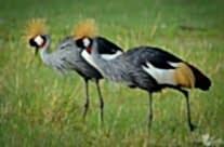 Black Crowned Crane