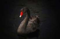 Black Swan