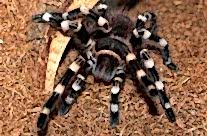 Brazilian Whiteknee Tarantula