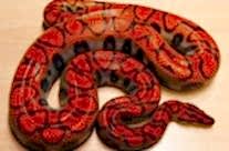 Brazilian Rainbow Boa