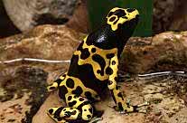 Bumble Bee Poison Dart Frog