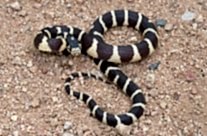California kingsnake