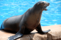 California Sea Lion