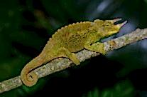 Jackson chameleon