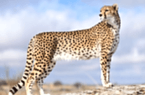 Cheetah