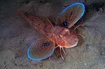 Chelidonichthys Lucerna