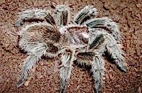 Chilean Rose Tarantula