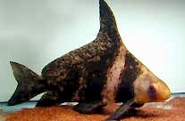 Chinese Banded Shark