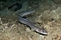 Conger Conger