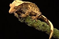 Crested Gecko