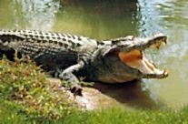 Crocodile